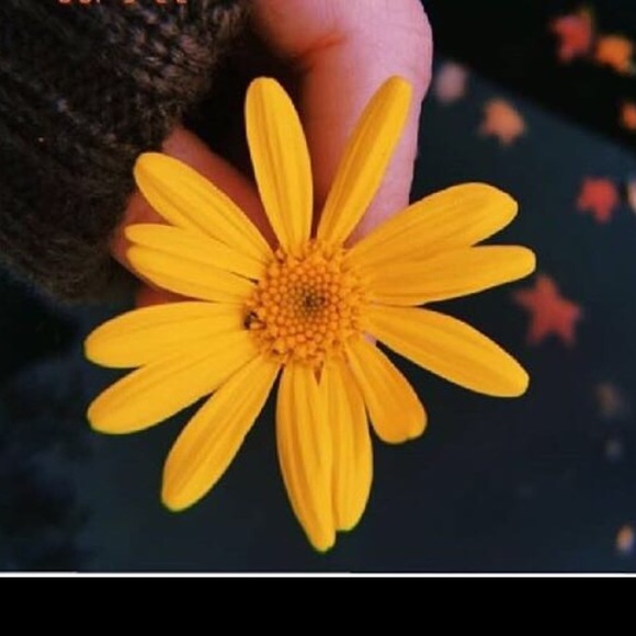 Meet your Posher, Sasha - Picture 2 of 8